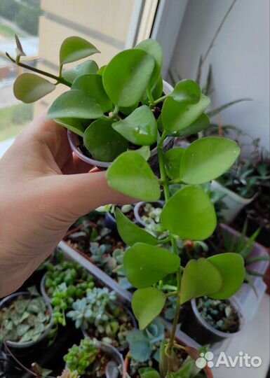 Комнатные цветы