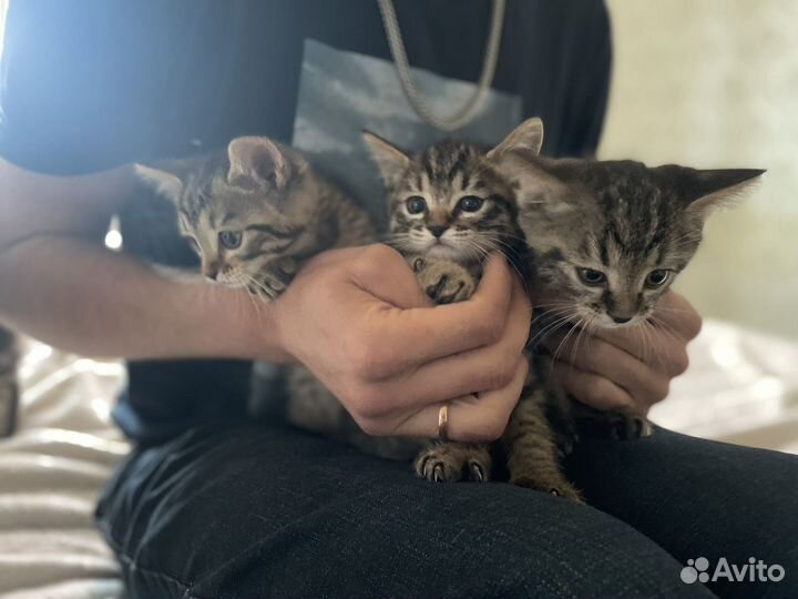 Курильский бобтейл