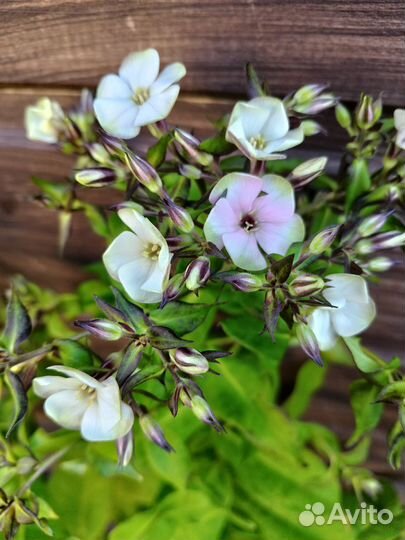 Флокс Шербет Коктейль