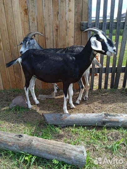 Коза нубийская