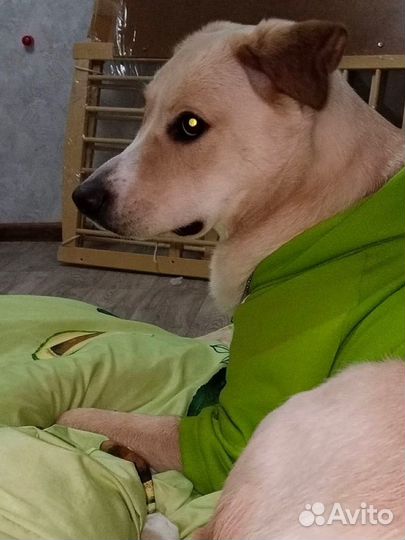 Собака в добрые руки
