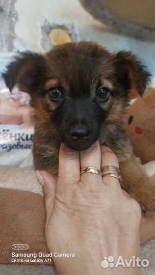 Собака в добрые руки отдам бесплатно