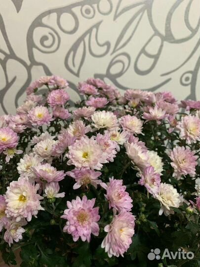 Хризантема мультифлора