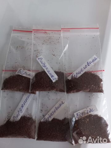 Семена табака