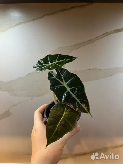 Алоказия полли