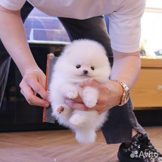 Самые милые щенки померанского шпица мини микро