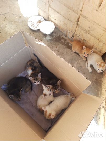 Котята в добрые руки