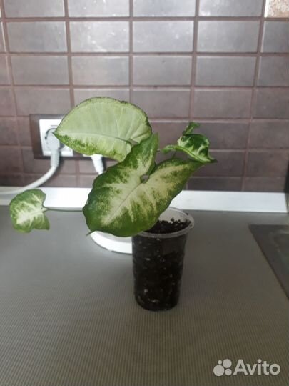 Сингониум мелколистный