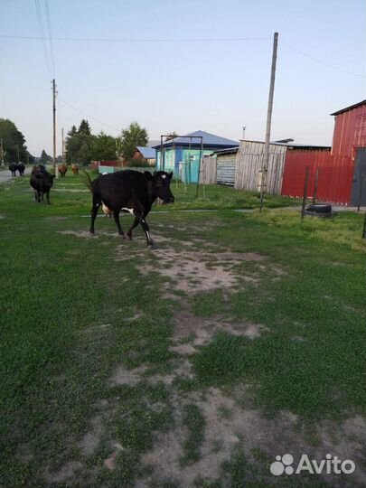 Корова дойная