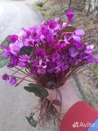 Луковицы цикломенов,подснежники,анимоны
