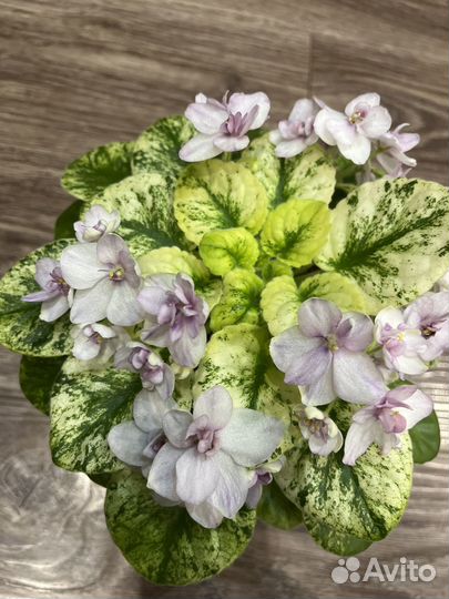 Сортовые фиалки