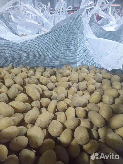 Семенной картофель королева анна