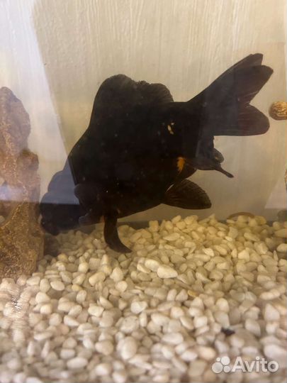 Аквариумные рыбки бесплатно