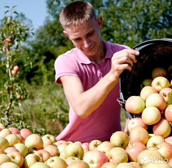 Работник по сборке яблок в саду с проживанием