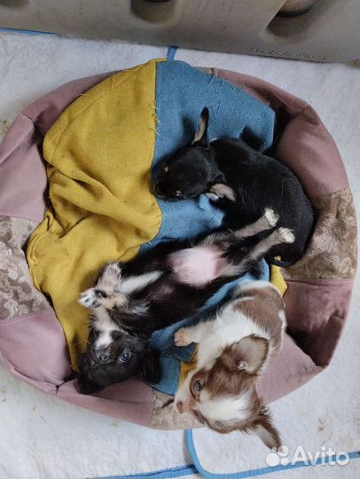 Чихуахуа гладкий мальчик. Доставка