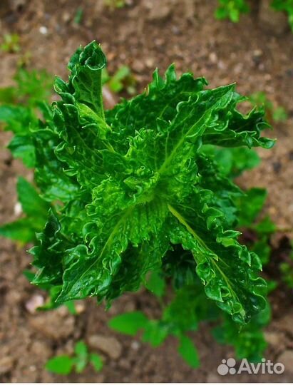 Тимьян(чабрец), мята кучерявая, душица, мелисса