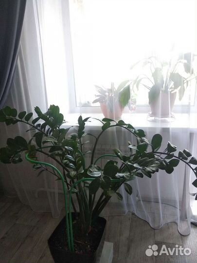 Замиокулькас