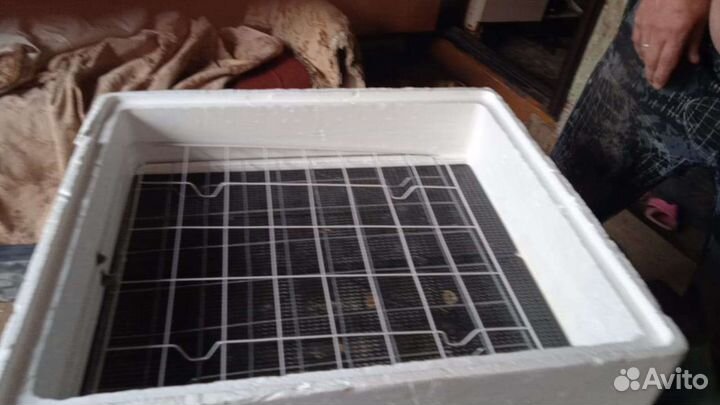 Инкубатор для яиц