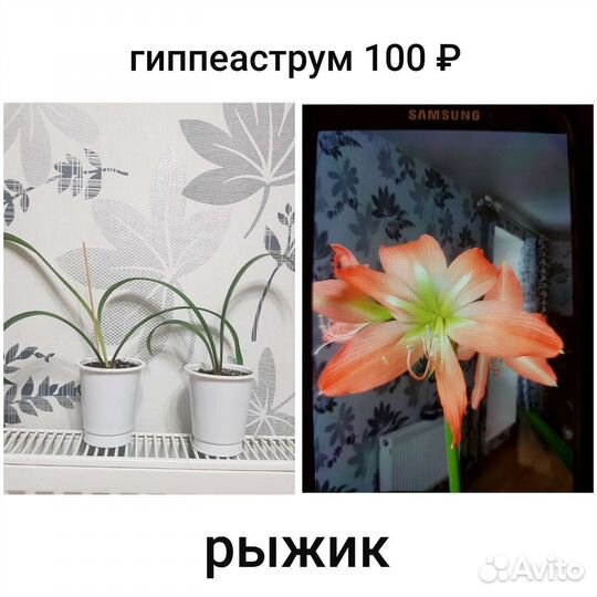 Комнатные цветы