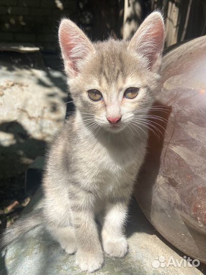 Котята ищут дом