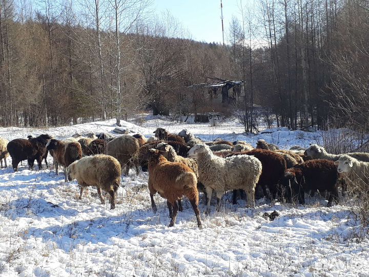 Овцы,бараны