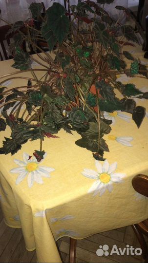 Комнатные цветы бегония, фиалки, герань