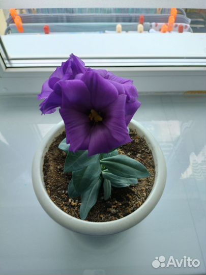 Эустома комнатная карликовая (вместе с горшком)