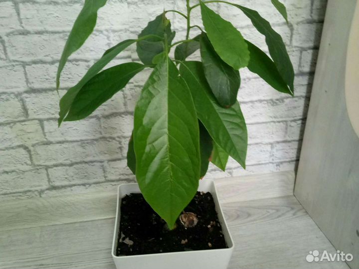 Авокадо из 3 ростков