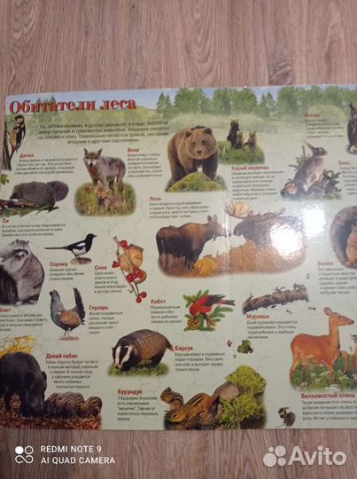 Книга большого размера о животных