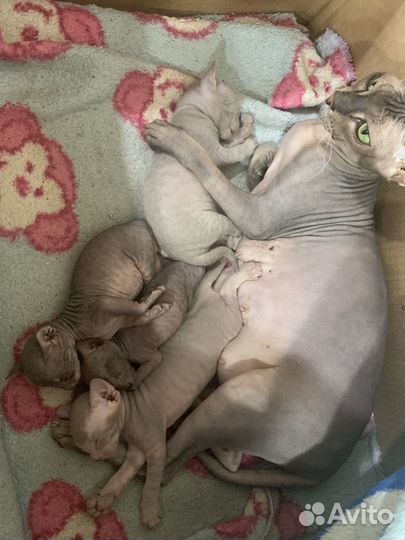 Донской сфинкс