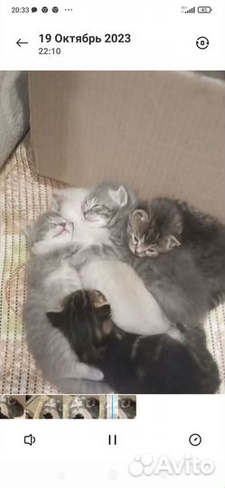 Котята в добрые руки