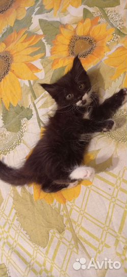 Кошечка мейнкун