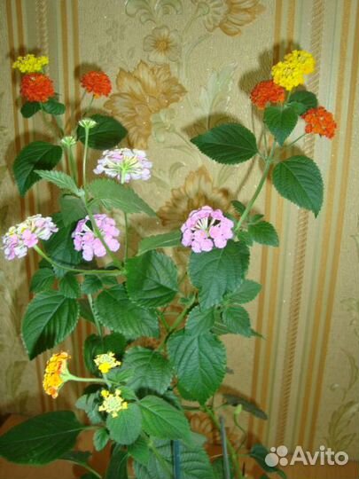 Лантана. Пиллиония,Шиффлера, Бенджамин