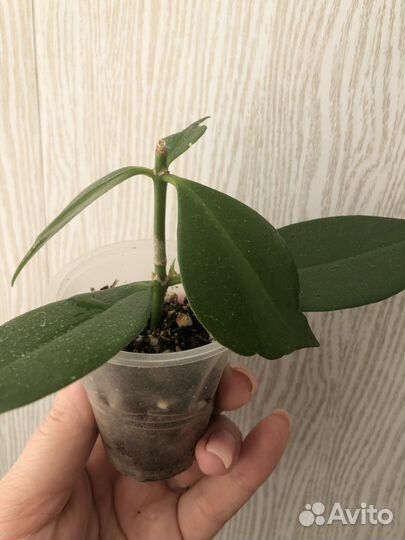 Эсхинантус жар птица