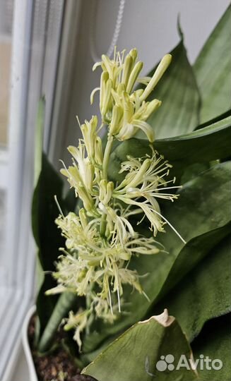 Сансевиерия муншайн, фикус Бенджамина