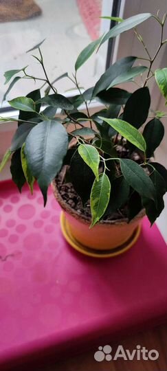 Фикус бенджамина пестролистный