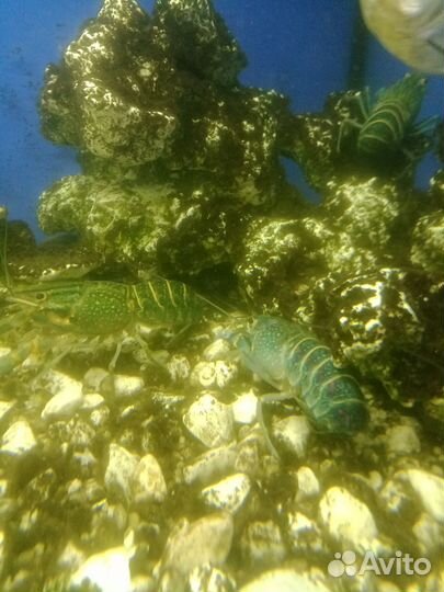 Австралийский красноклешневый рак