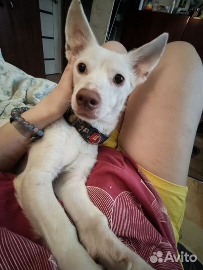 Отдам в добрые руки собаку