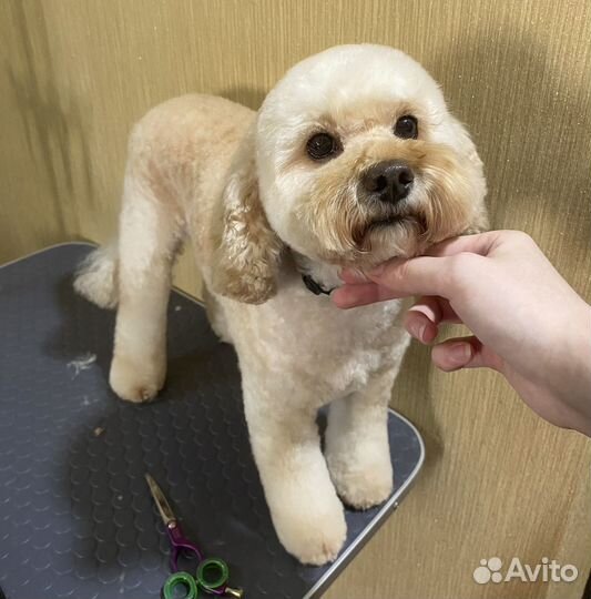 Стрижка собак и кошек / Грумер