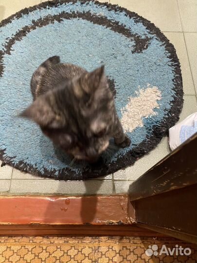 Продаю кошек