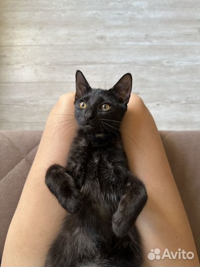 Котенок мальчик