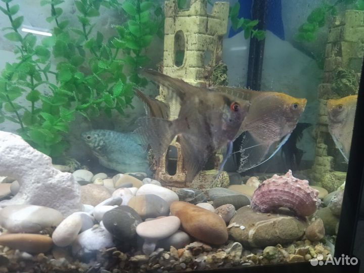 Аквариум с тумбой 100 литров