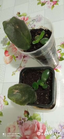 Фиалка, толстянка