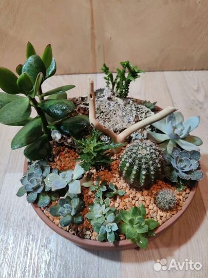 Композиция из суккулентов
