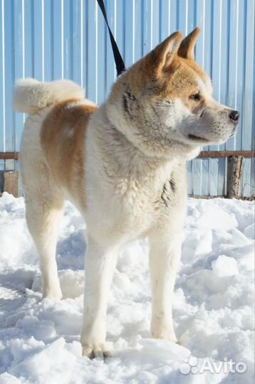 Американская акита