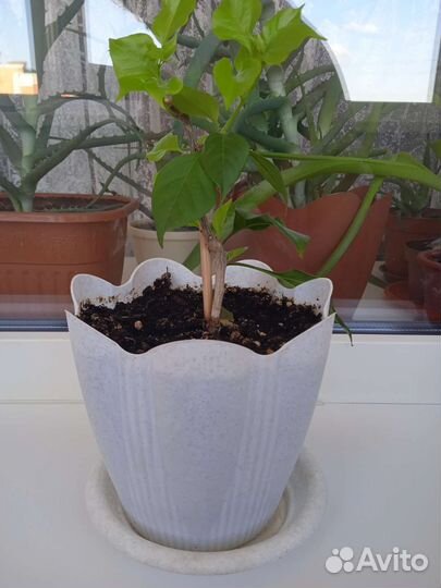 Бугенвиллия