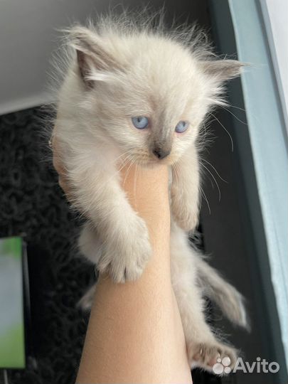 Сиамские котята