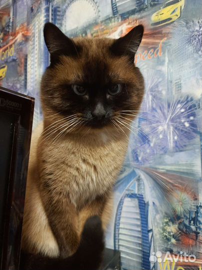 Сиамский кот вязка
