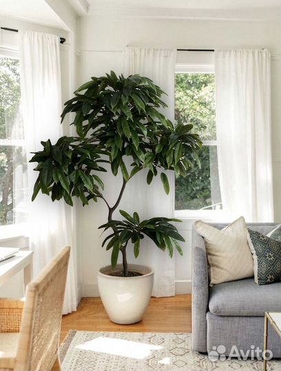 Растение интерьерное дерево