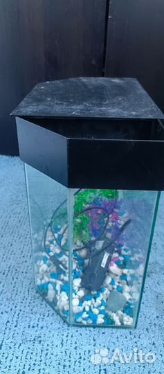 Аквариум
